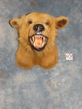 Vintage Brown Bear Shoulder Mount taxidermy