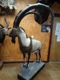 Monster Record Book Persian Ibex Full Body Mount Taxidermy