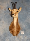 Pyrenean Chamois Shoulder Mount Taxidermy