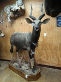 Beautiful African Southern Nyala Full Body Mount Taxidermy