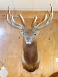 Huge 7 x 7 Utah Rocky Mountain Elk Shoulder Mount Taxidermy