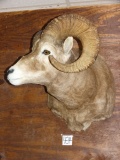 Awesome Rocky Mountain Bighorn Sheep Shoulder Mount Taxidermy