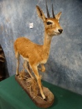 Beautiful African Oribi Pygmy Antelope Full Body Mount Taxidermy