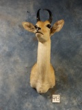 African Mountain Reedbuck Shoulder Mount Taxidermy