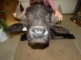 South American Water Buffalo Shoulder Mount Taxidermy