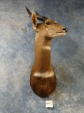 East African Masai Bushbuck Shoulder Mount Taxidermy