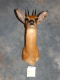 Beautiful African Cape Grysbok Shoulder Mount Taxidermy