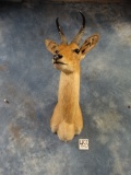 Beautiful Eastern Bohor Reedbuck Shoulder Mount Taxidermy