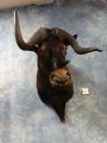 Unusual Non-Typical African Black Wildebeest Shoulder Mount Taxidermy