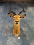 South African Impala Ram Shoulder Mount Taxidermy