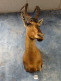 Red Cape Hartebeest Shoulder Mount Taxidermy