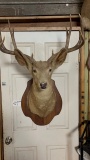 Mule Deer Shoulder Mount Taxidermy 