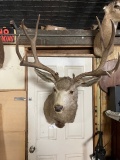 Mule Deer Shoulder Mount Taxidermy 