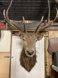 Elk Shoulder Mount Taxidermy 