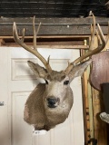 Mule Deer Shoulder Mount Taxidermy 