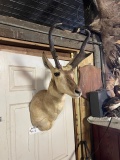 Pronghorn Antelope Shoulder Mount Taxidermy 