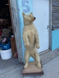 Standing Bear Full Body Mount Taxidermy 