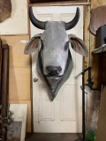 Brahma Bull Shoulder Mount Taxidermy 