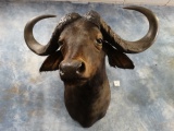 Record Class African Cape Buffalo Shoulder Mount Taxidermy