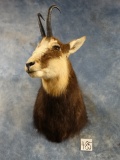 Record Book Alpine Chamois Shoulder Mount Taxidermy