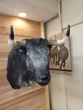 Mexican Fighting Bull Shoulder Mount Taxidermy