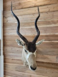 African Addax Antelope Shoulder Mount Taxidermy **TEXAS RESIDENTS ONLY**