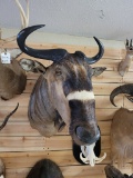 Beautiful African Nyasaland Wildebeest Shoulder Mount Taxidermy