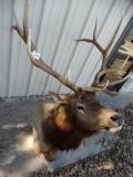 6 x 6 Rocky Mountain Elk Shoulder Mount Taxidermy