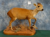 African Red Duiker Full Body Mount Taxidermy