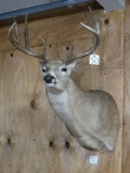 South Texas 12 point Whitetail Deer Shoulder Mount Taxidermy