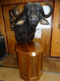 Awesome African Cape Buffalo Shoulder Floor Pedestal Mount Taxidermy
