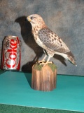 Beautiful Sparrow Hawk Wood Carving by Chip Loodnel