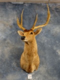 Moluccan Rusa Deer Shoulder Mount Taxidermy