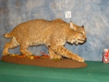 Very Large Idaho Bobcat Full Body Mount Taxidermy