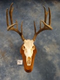 12pt. Whitetail Deer Skull on Wall Pedestal Panel Taxidermy