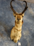 Pronghorn Antelope Shoulder Mount Taxidermy