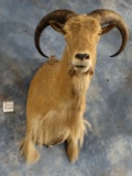 Aoudad 