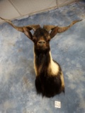 Catalina Goat Shoulder Mount Taxidermy