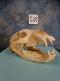American Black Bear Skull Taxidermy