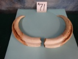 Pair of Upper Ivory Tusk From a Large Boar African Warthog Taxidermy