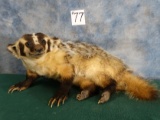 Badger Full Body Mount Taxidermy