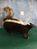 Brand New Skunk Full Body Mount Taxidermy