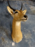 African Common Reedbuck Shoulder Mount Taxidermy