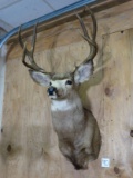 Colorado 4 x 4 Mule Deer Shoulder Mount Taxidermy