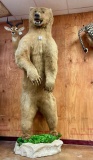 Magnificent 10ft. Alaskan Brown Standing Full Body Mount Taxidermy