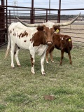 8yr old Red White Speckle with red heifer calf Longhorn Pair