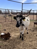 8yr old black and white with red bull calf Longhorn Pair