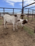 8yr old Red Frosty cow with Red and wihit bull calf