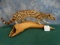 Outstanding  South African Genet Cat Full Body Mount Taxidermy