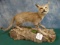 Cool African Desert Wild Cat Full Body Mount Taxidermy
